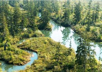 Green evergreen forest with blue river winding through.